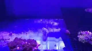 Premium Aquatics Coral Inventory 3-26-15