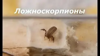 Ложноскорпионы