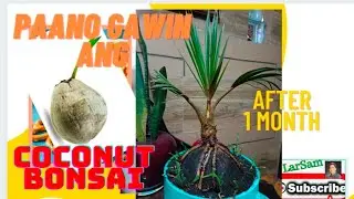 How to make Coconut Bonsai #Coconut bonsai