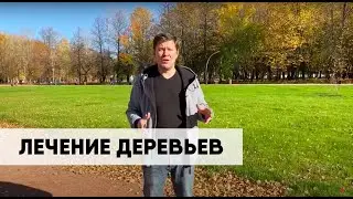 Гринери. Лечение деревьев от болезней.