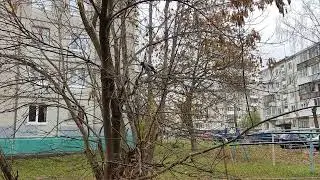 4 ноября 2022 г.
