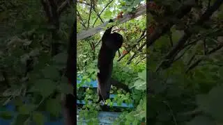 Миссия невыполнима по деревенски