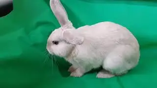 Rabbit on Green Screen Free Footage