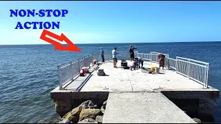 This Jetty Pier was loaded!! Non-Stop Fish Action