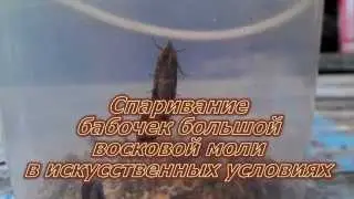 Спаривание бабочек большой восковой моли