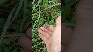 Saving yet another toad from approaching construction equipment.   Fellow wanted to stay.