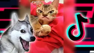 MASCOTAS GRACIOSAS DE TIK TOK