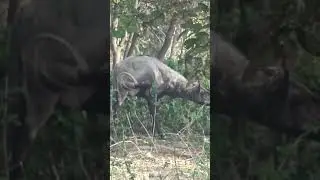 Love For Wildlife, Bluebull Nilgai 