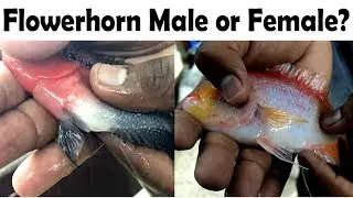 How to identify FLOWERHORN Male & Female - Aasai velachery ornamental fish aquarium