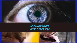 Sensations and response