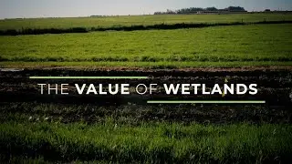 The Value of Wetlands