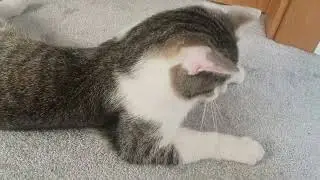#CAT #CATS #FUNNY #CUTE