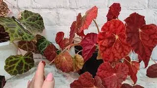 Как всегда мои красотки.