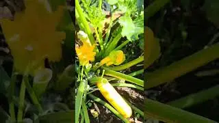 what's your top 5 crops to grow in summer ☀️