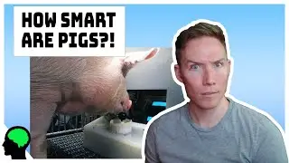 Pigs Have Been Trained To Play Videogames