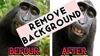 How to Remove Background from Picture for FREE in 1 Min