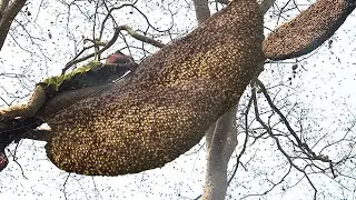 Tree Honeycomb Harvesting Reveals Exquisite Pure Organic Honey