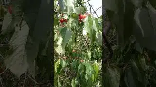 Поспела черешня