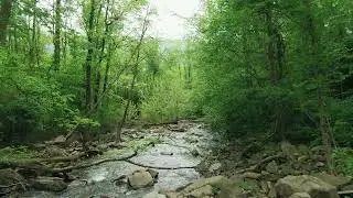 Rainwater Dancing Through Forest Ravines