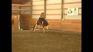 Chief the Horse has his First Ride Under Saddle