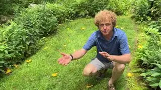 Can You Use A Native Plant Bed With Turf Grass