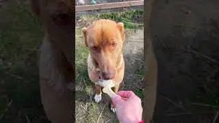 УТРО В ДЕРЕВНЕ  