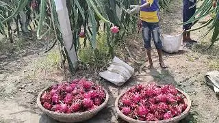 Dragon Fruit Rajshahi Shopping Foodies l Dragon Fruit