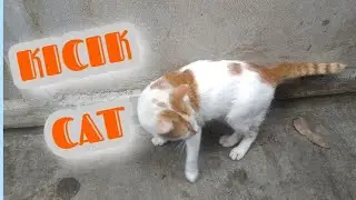 Kicik Cat