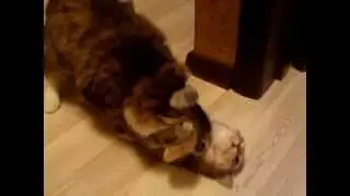 Кастрированный  кот, кот после кастрации