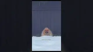 Наш пес попал в ситуацию 😂