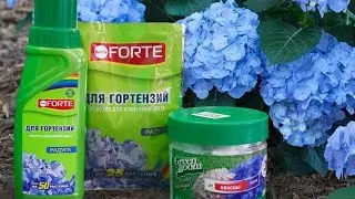 Чем подкормить гортензии для пышного цветения?