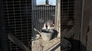 Вариант поения уток без грязи в загоне. 