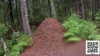Философия из леса