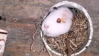 Свинка Пепа