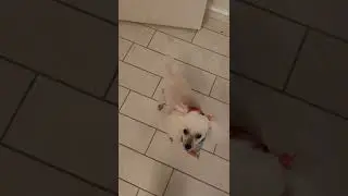 Dog 🐕 Mom Tells Baby Let's go Outside