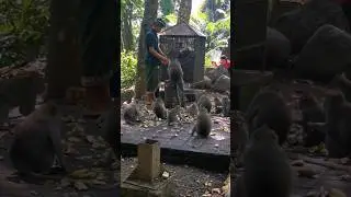 Sacred Monkey Forest #bali #baliindonesia #ubud