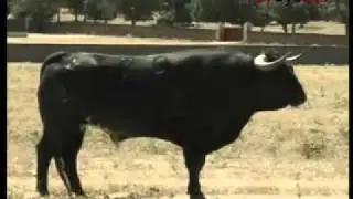 Una nueva vida para Rayito, la historia de un toro indultado