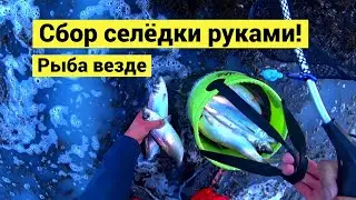 I collect fish with my hands. Fish everywhere // subtitles