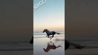 horse