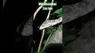 Finding a wild Amazonian tree boa