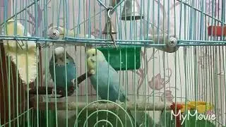 #мои птицы#