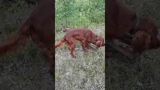 Сеттер Vs полено.