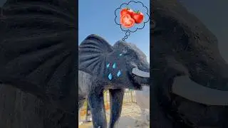 Cute Elephant crying 🥲❤️|