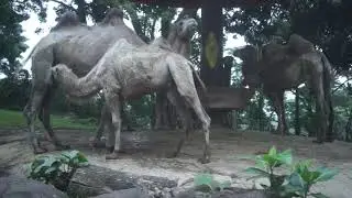 ANAK KUPANG LIBURAN Ke Taman Safari Jawa Timur - 2013