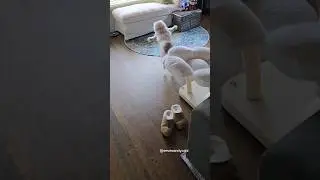 He will chase this around for like 20 mins until he's exhausted 😂