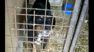 Canifair Tierheim in Cegled (Ungarn) 6