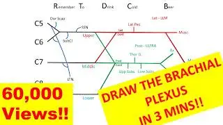 How to draw the brachial plexus in 3 minutes!