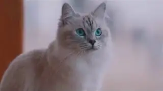 Невская маскарадная кошка Жоффрина Лакшери. Иркутск. Питомник Сияние тайги.