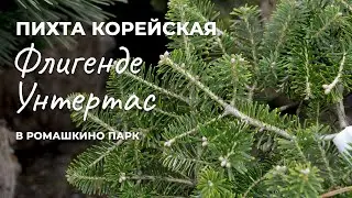 Пихта корейская Флигенде Унтертас - 