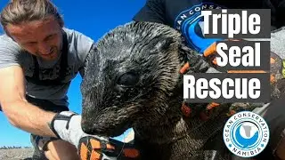Three Seals Rescued from Entanglement